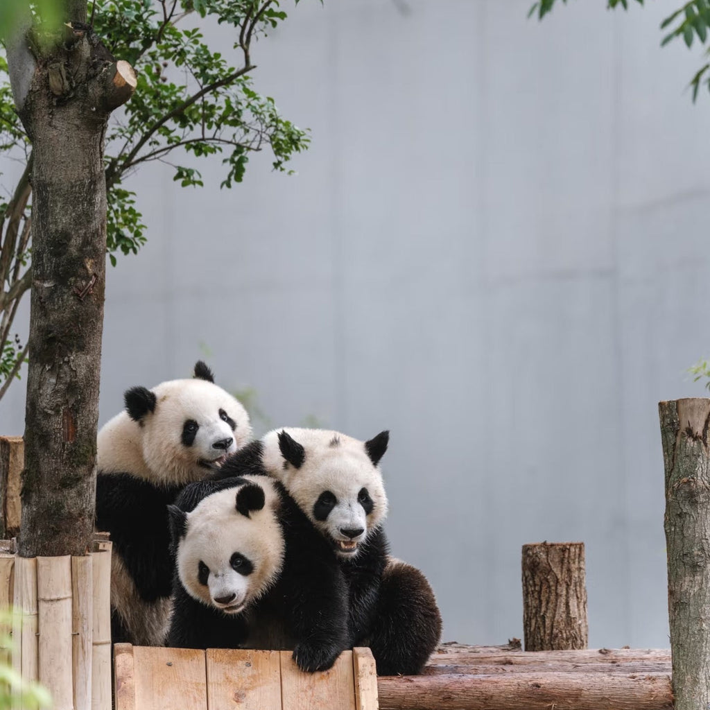 Chongqing & Chengdu — 7 Days · 6 Nights